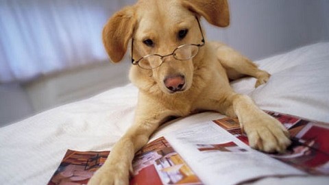 C’&egrave; un legame tra intelligenza del cane (e dell’uomo) e salute? – Il Sole 24 Ore