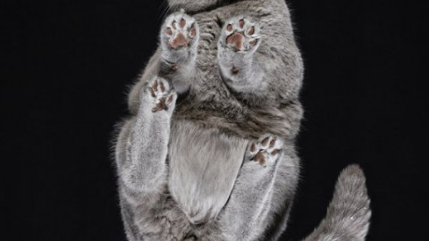 Le foto di questi gatti sulle fotocopiatrici sono divertentissime (FOTO) – L'Huffington Post