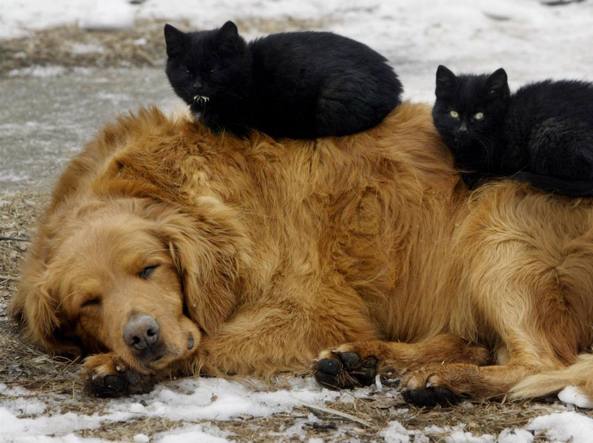 Il gatto? Costa 800 euro l'anno (per il cane almeno mille in più) – Corriere della Sera