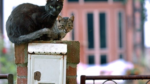 E' la Giornata mondiale del Gatto, ecco i mici dei nostri lettori – Corriere della Sera