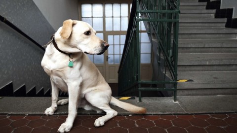 Regolamento di condominio 2016: animali domestici, rumori e orari – ForexInfo.it