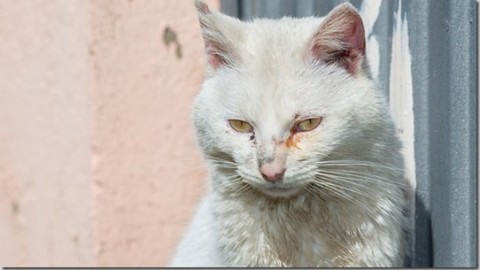 Problemi di Vista nel Cane e nel Gatto Anziano