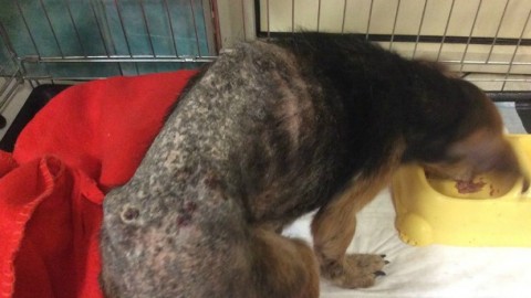 Cane con la rogna abbandonato dal Comune: nessuno vuole … – Velvet Pets Italia (Blog)