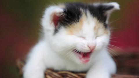 Gatti: sapete calcolarne l'età in anni umani? La tabella per non … – Velvet Pets Italia (Blog)
