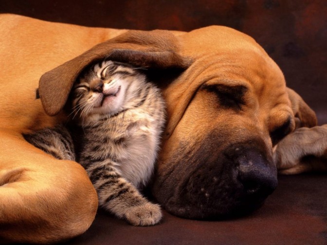 Cani e gatti ma quanto ci costate? Un giro d’affari per l’Adoc di 12 … – Agenzia Fuoritutto