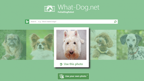 Scoprite il cane che vi assomiglia Ora c'è un'app che ve lo dice – Bergamo Post