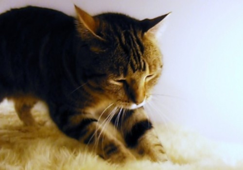 gatti comportamenti strani