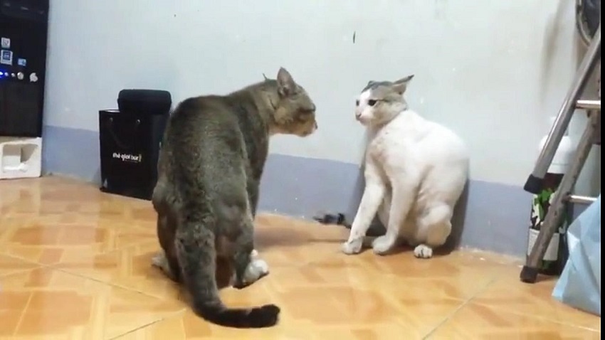 gatti