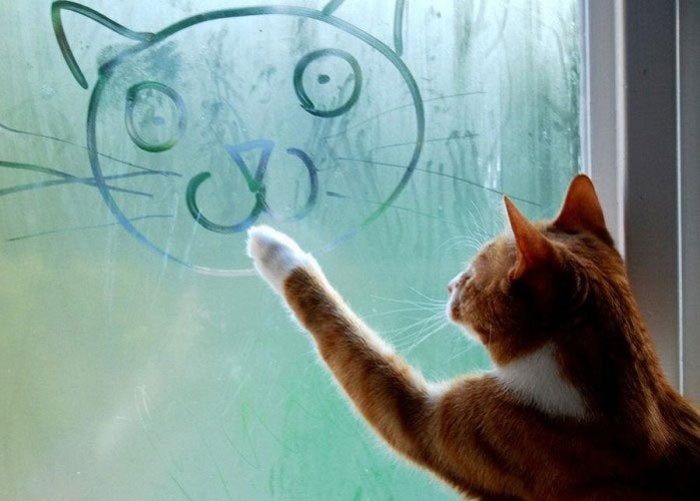 gatto