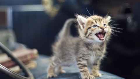 Cosa “dice” il tuo gatto? 6 suoni felini e il loro significato – Diregiovani