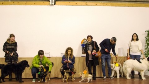 Festa del Cane Bastardino: Emiliano Geri di Radio Lady è il … – gonews