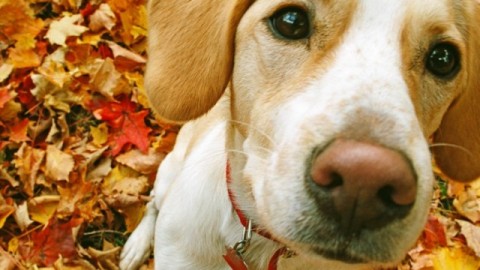 AIDAA: in Italia scompare un cane ogni 16 minuti – Meteo Web