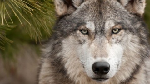 Legambiente denuncia il bracconiere dell’Alta Val Taro – ParmaDaily.it