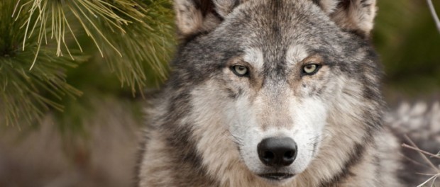 Legambiente denuncia il bracconiere dell’Alta Val Taro – ParmaDaily.it