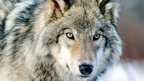 Wwf Italia: &ldquo;No all’abbattimento legale del lupo&rdquo; – ParmaDaily.it