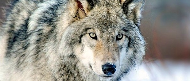 Wwf Italia: &ldquo;No all’abbattimento legale del lupo&rdquo; – ParmaDaily.it