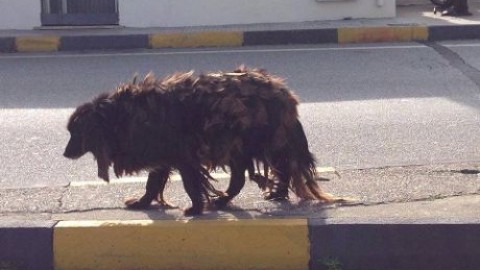Canile Millemusi, il META attacca: “Cani morti perchè non curati” – Patrizia Vita (Comunicati Stampa) (Blog)