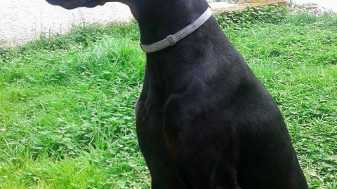 San Dorligo, passeggia con il cane e viene aggredita da due cani … – Triesteprima.it