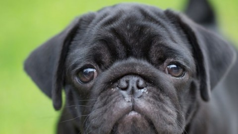 Meningoencefaliti nel Cane