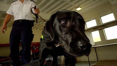 Polizia, presto più di cento cani antiesplosivo: raddoppiati negli … – Il Sole 24 Ore