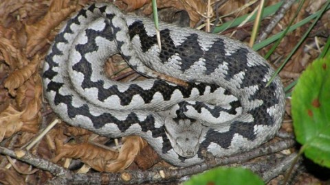 Raccoglie asparagi, morso da una vipera dal corno – Il Piccolo