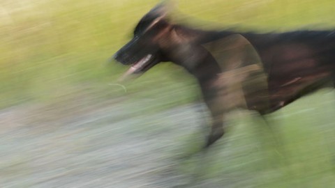 Pitbull aggredisce e uccide un altro cane – Ravennanotizie.it