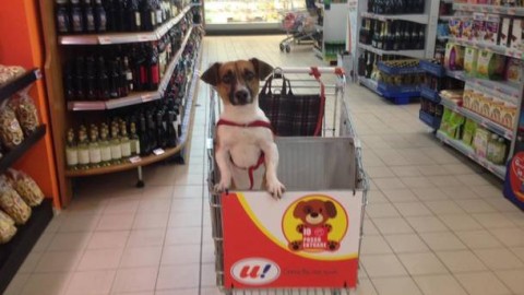Spesa al supermercato, a Luino il cane te lo porti nel carrello – Varese News