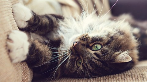 Tiragraffi, palestre e giochi per gatti – GreenStyle