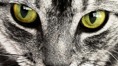 I cinque gatti più eroici dell'anno – GreenStyle