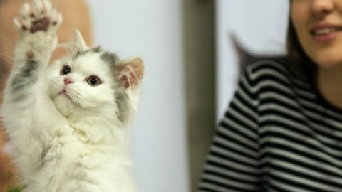 Maturità, gatti in classe contro lo stress da esami: l'esperimento in … – Il Fatto Quotidiano