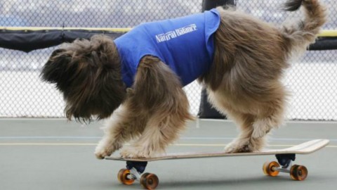 Come insegnare al cane ad andare sullo skateboard – Velvet Pets Italia (Blog)