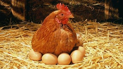 H7N7:  revocate le misure per ovaiole e tacchini