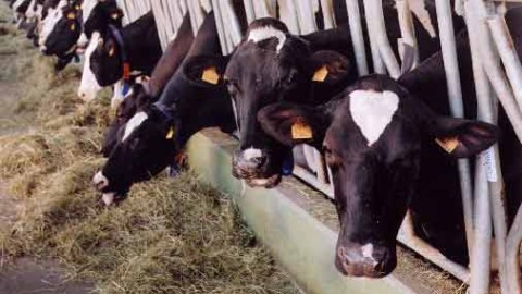 Veterinari in agitazione: ‘rallentamento sulle attività di profilassi’