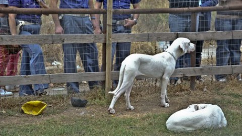 Azzannata alla testa da un dogo argentino ‘a passeggio’