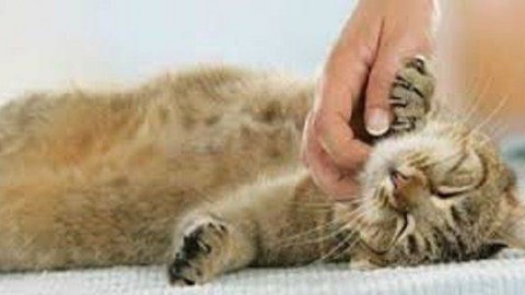 COME E PERCHÈ IL GATTO FA LE FUSA? – Verde Azzurro Notizie (Comunicati Stampa)