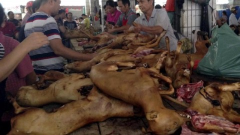 Solstizio d'estate, in Cina il “Festival della Carne di Cane”: saranno … – Meteo Web