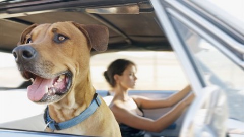 Vacanze e animali domestici. Soluzioni last minute adatte a tutti … – Vanity Fair.it