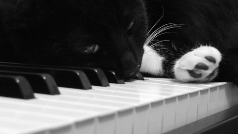 Udito del gatto e passione per la musica classica – Petpassion.tv
