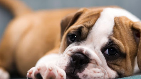 Cardiomiopatia aritmogena del ventricolo destro del boxer e del bulldog inglese