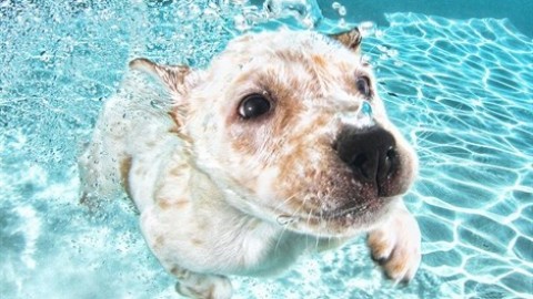 12 consigli per il bagnetto del cane al mare o in piscina – Vanity Fair.it