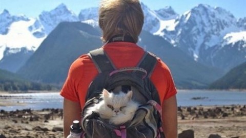 In campeggio col gatto? Si può (ed è trendy) – Vanity Fair.it