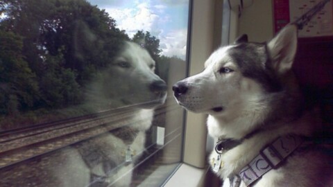 Quei treni speciali che fanno la felicità dei cani in viaggio d'estate – Tiscali.it