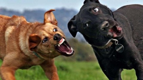 Risse tra cani: quali sono le cause scatenanti – Blasting News
