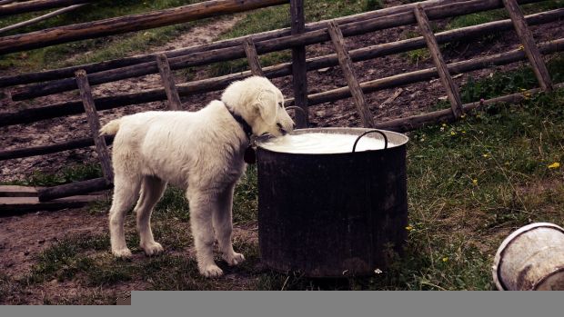 Running-Gazzetta-Runner-Cani-Gelato