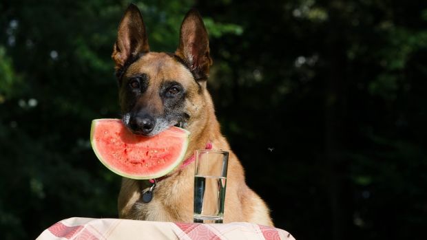 Running-Gazzetta-Runner-Cani-Gelato
