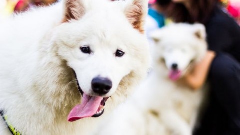 Gelato per due: merende per cani (e per) runner – La Gazzetta dello Sport