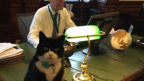 Gatti che fanno storia e guadagnano l'attenzione della stampa – AgoraVox Italia