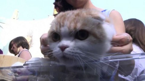 Gatti in passerella alla premiere di “Nine Lives” a Hollywood – askanews