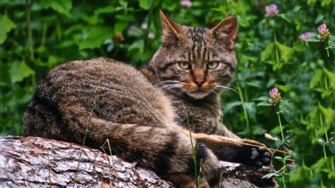 Da settembre chip gratis per i gatti domestici | l'Adige.it – l'Adige – Quotidiano indipendente del Trentino Alto Adige