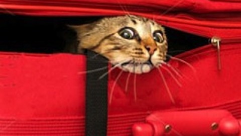 Danno causato da animali: quando il proprietario deve risarcire – La Legge per Tutti
